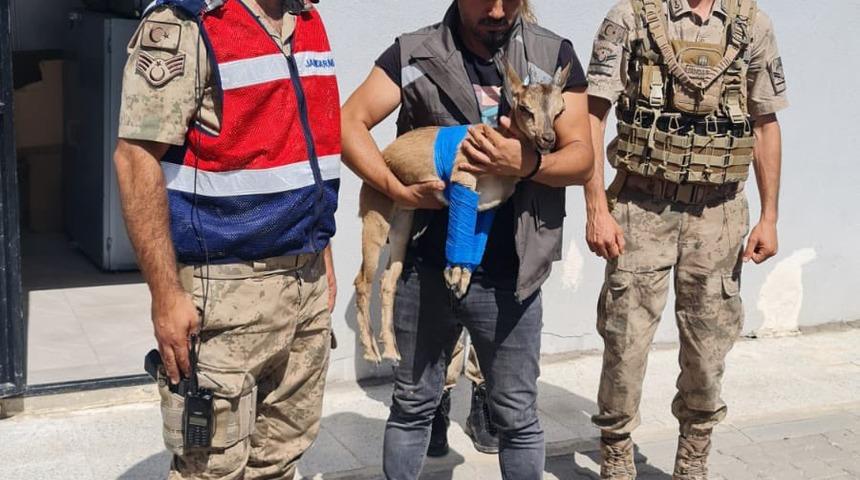 Tunceli'de jandarmanın bulduğu yaralı yaban keçisi tedavi altına alındı