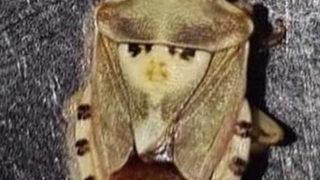 Kavunun içinden çıktı! Gördüğü manzara karşısında şaşkına döndü