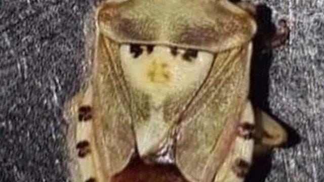 Kavunun içinden çıktı! Gördüğü manzara karşısında şaşkına döndü