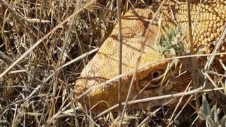 Şanlıurfa'da çöl varanı görüntülendi