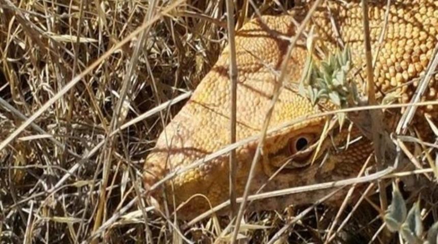 Şanlıurfa'da çöl varanı görüntülendi