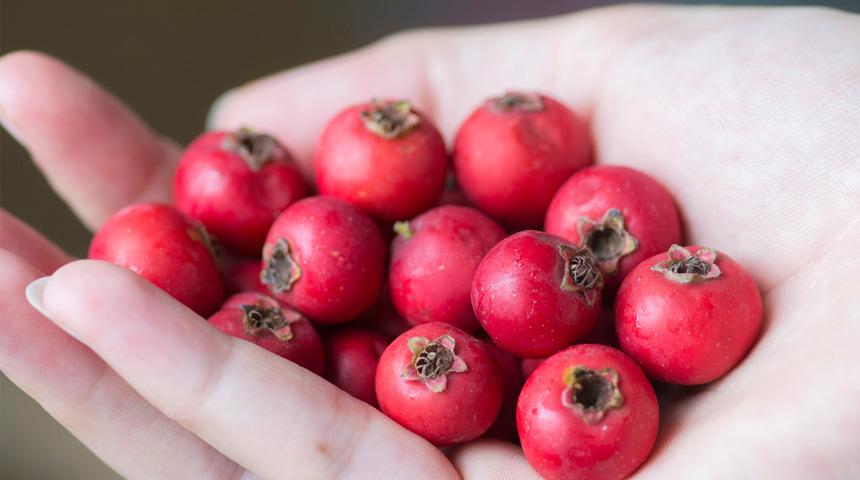 Adeta kalp ilacı, yaşlanmayı önlüyor, direnci artırıyor... Türkiye'nin en değerli meyvelerinden