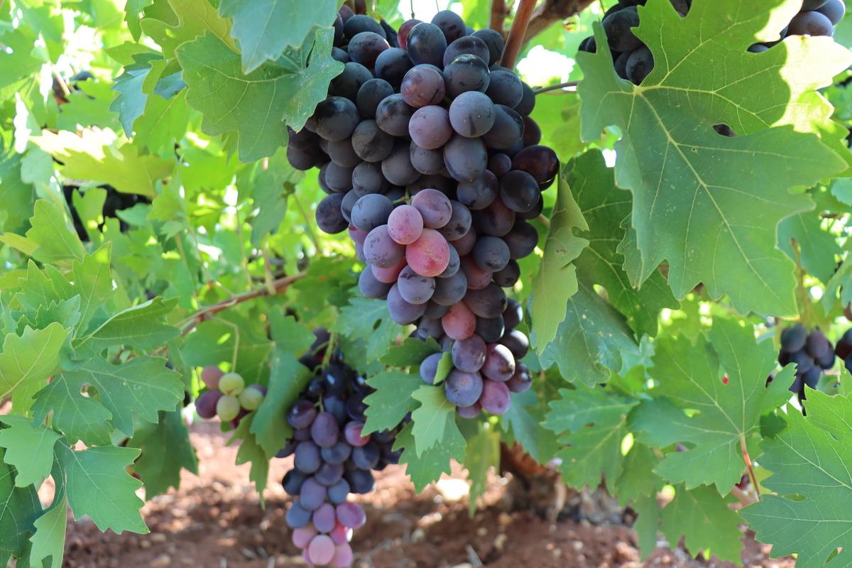 "Kilis horoz karası" &uuml;z&uuml;m&uuml;nde hasat başladı