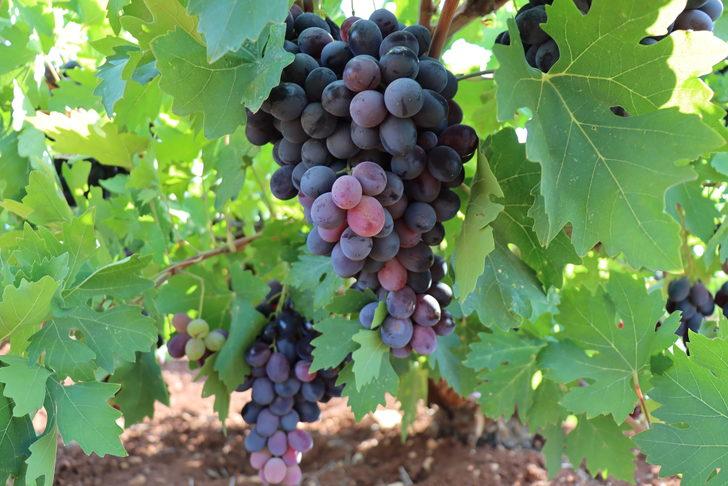 "Kilis horoz karası" üzümünde hasat başladı G1