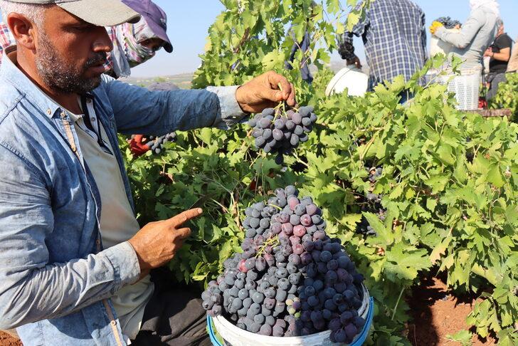 "Kilis horoz karası" üzümünde hasat başladı G2