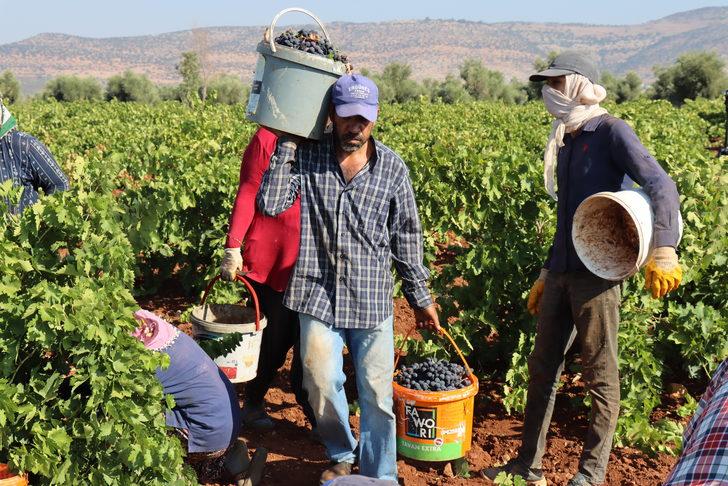 "Kilis horoz karası" üzümünde hasat başladı G3