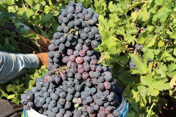 "Kilis horoz karası" üzümünde hasat başladı G4