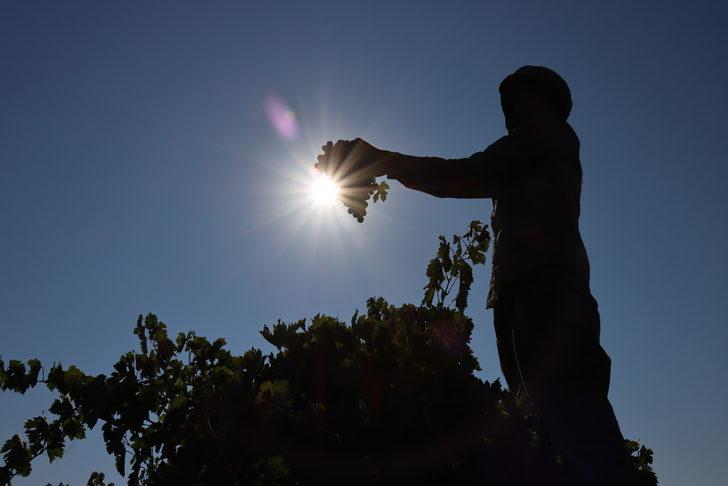 "Kilis horoz karası" üzümünde hasat başladı G5