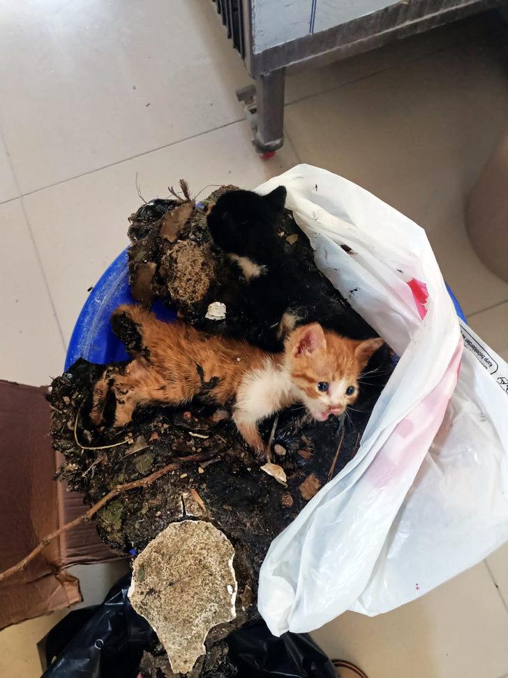 Bursa'da zifte bulanan iki kedi yavrusunu belediye ekipleri kurtardı G1