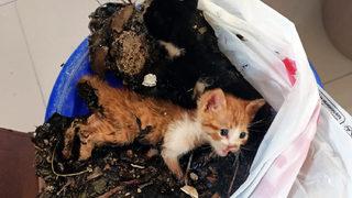 Bursa'da zifte bulanan iki kedi yavrusunu belediye ekipleri kurtardı