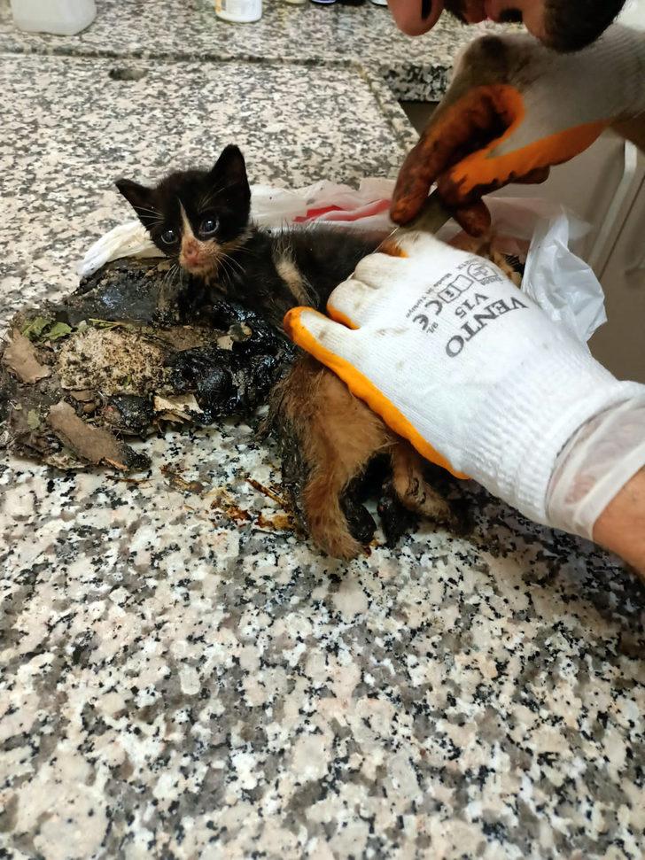 Bursa'da zifte bulanan iki kedi yavrusunu belediye ekipleri kurtardı G2