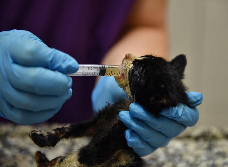 Bursa'da zifte bulanan iki kedi yavrusunu belediye ekipleri kurtardı G3
