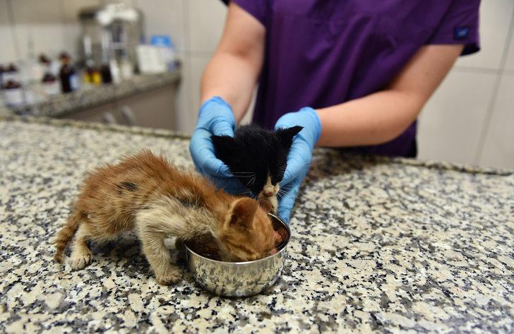 Bursa'da zifte bulanan iki kedi yavrusunu belediye ekipleri kurtardı G4