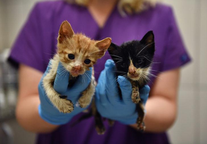 Bursa'da zifte bulanan iki kedi yavrusunu belediye ekipleri kurtardı G5