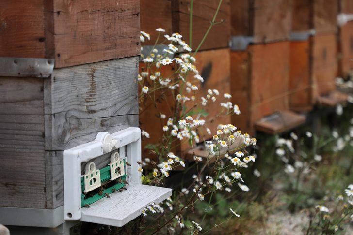 2 milyon lira kazandıracak! Dünyaca ünlü anzer balına talep patlaması: 1 kilosu bile 2 bin TL G5