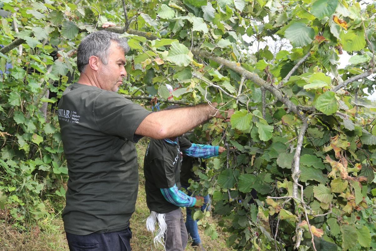 Ordu'da FINVER bah&ccedil;elerinde fındık hasadı başladı