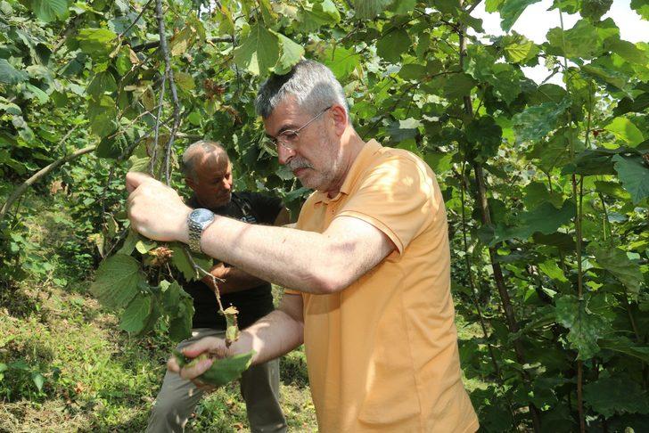 Ordu'da FINVER bahçelerinde fındık hasadı başladı G2