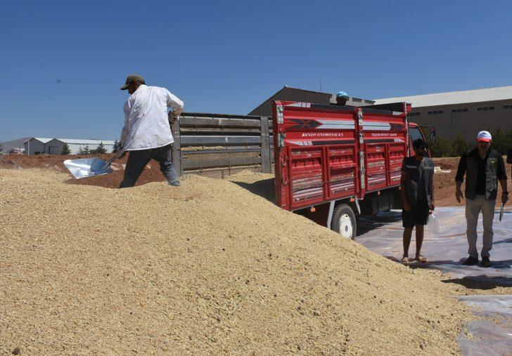 Kırşehir'de 375 bin ton arpa, 200 bin ton buğday hasat edildi G1
