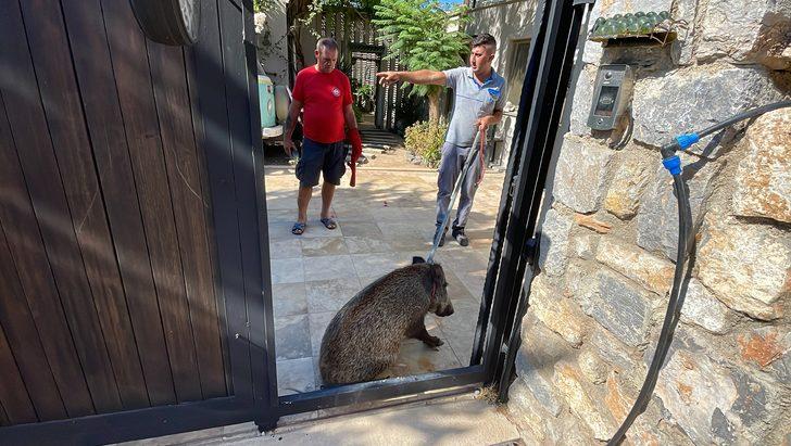 Bodrum'da evin bahçesine giren yaralı yaban domuzu bayıltılarak yakalandı G1