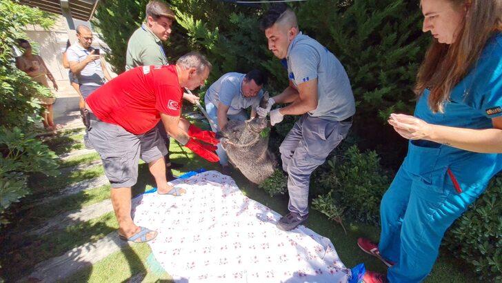 Bodrum'da evin bahçesine giren yaralı yaban domuzu bayıltılarak yakalandı G2