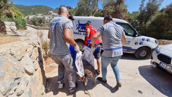 Bodrum'da evin bahçesine giren yaralı yaban domuzu bayıltılarak yakalandı G3