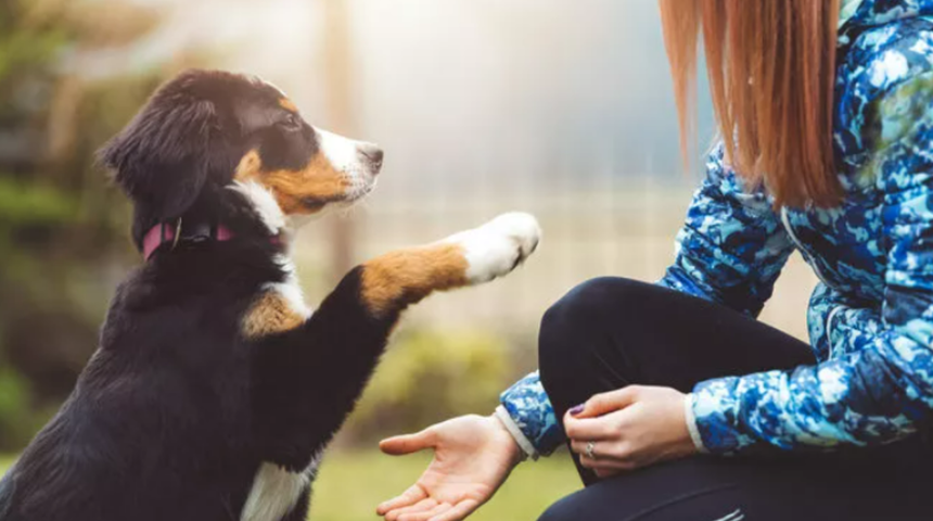 DSÖ açıkladı! Maymun çiçeği ilk kez evcil köpekte görüldü, Maymun çiçeği belirtileri nelerdir? Nasıl bulaşır?