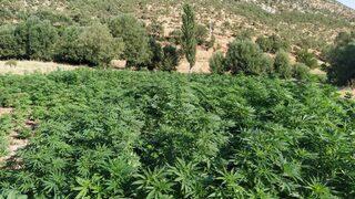 Eren Abluka-34 Narkoterör Operasyonu'nda 1 milyon 681 bin kök kenevir ele geçirildi