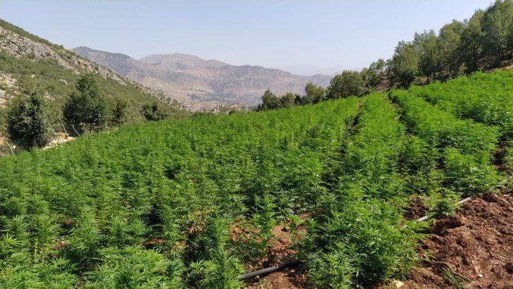 Eren Abluka-34 Narkoterör Operasyonu'nda 1 milyon 681 bin kök kenevir ele geçirildi G2