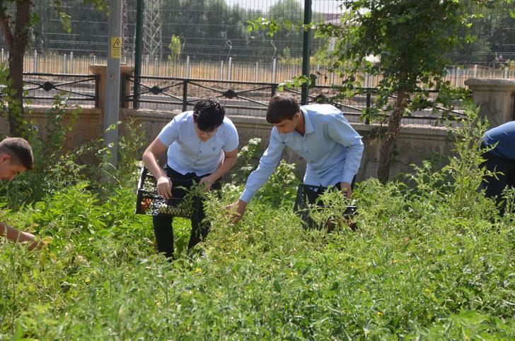 Muş'ta öğretmen ve öğrenciler yetiştirdikleri ürünleri ihtiyaç sahiplerine ulaştırıyor G4