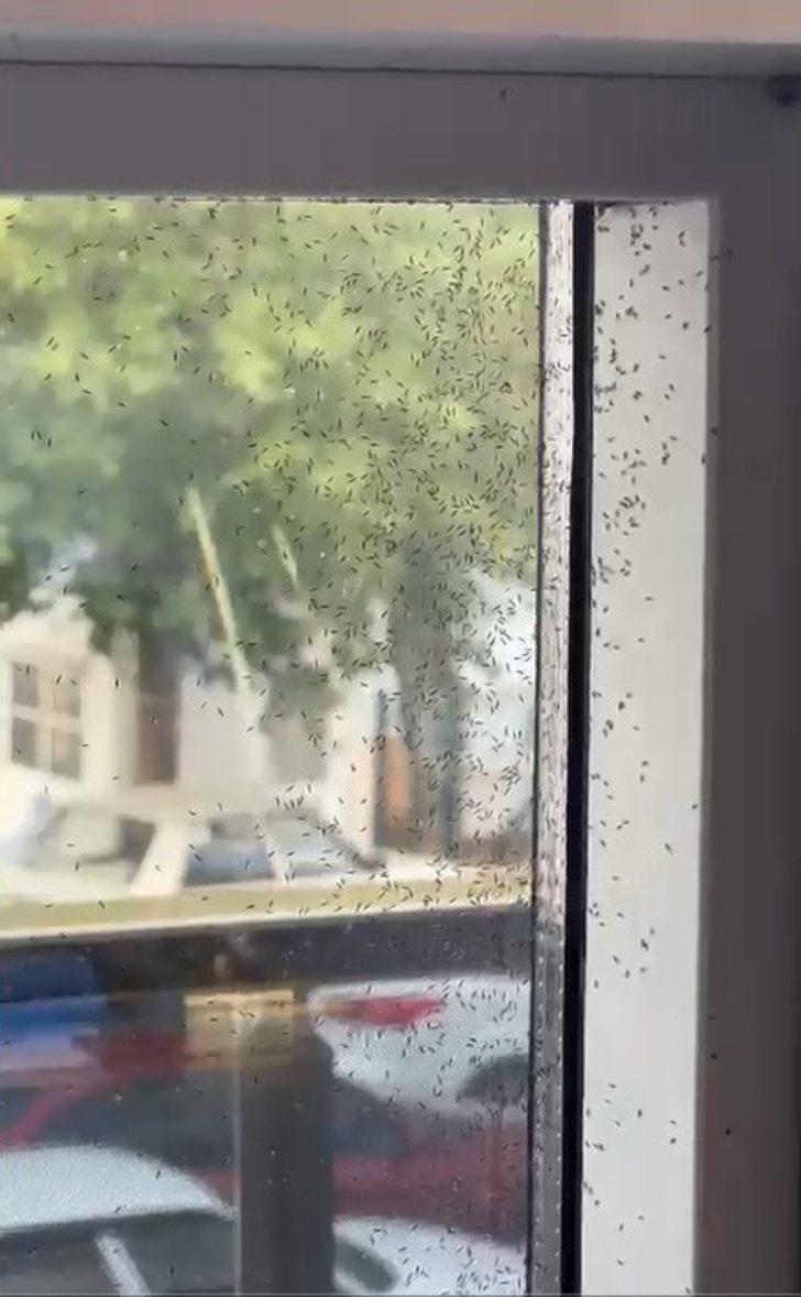 Çok sıkı tutunuyor, iz bırakıyor! O ilçedeki herkesi canından bezdirdi G1