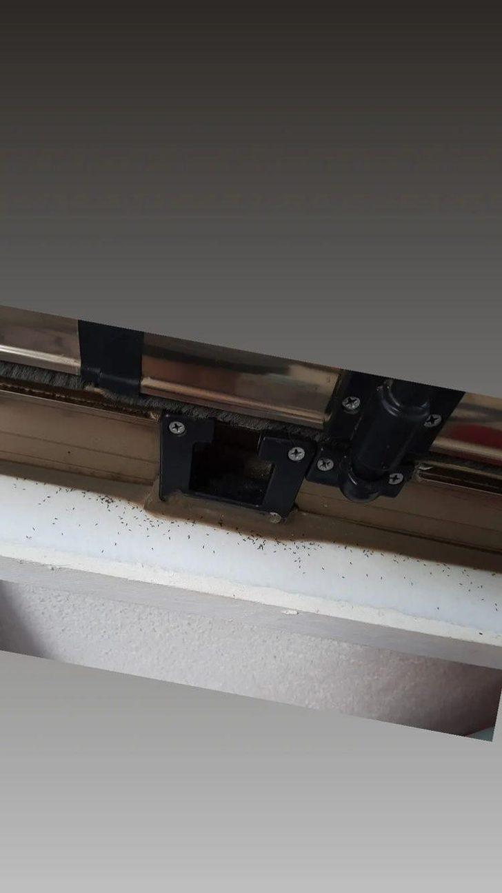 Çok sıkı tutunuyor, iz bırakıyor! O ilçedeki herkesi canından bezdirdi G3