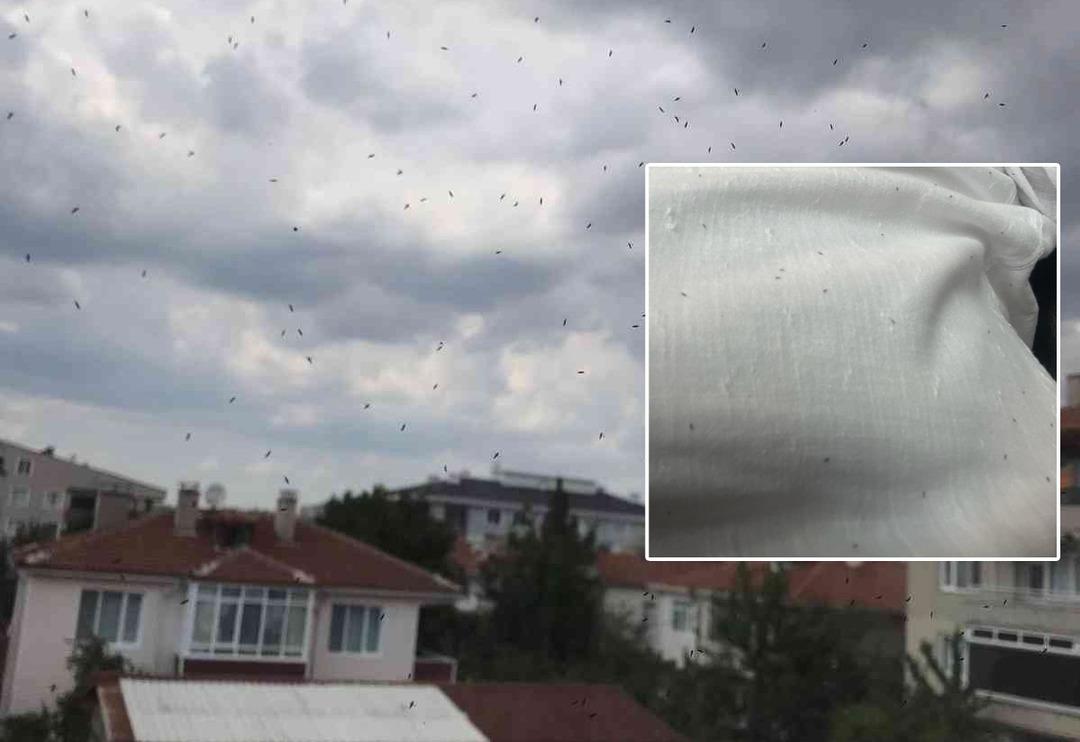 &Ccedil;ok sıkı tutunuyor, iz bırakıyor! O il&ccedil;edeki herkesi canından bezdirdi