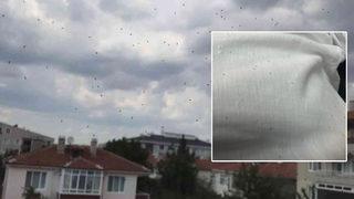 Çok sıkı tutunuyor, iz bırakıyor! O ilçedeki herkesi canından bezdirdi