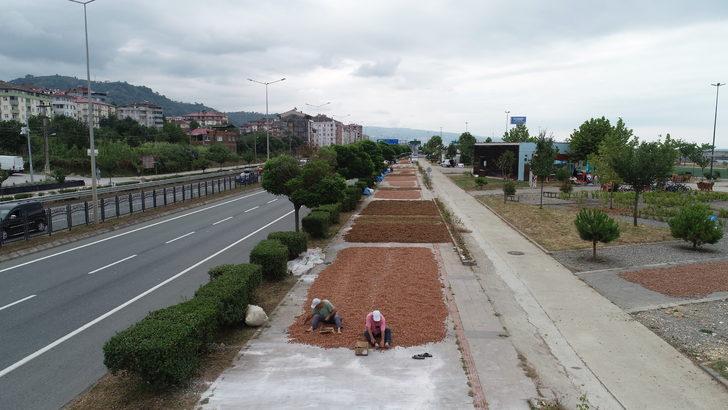 Trabzonlu üreticilerin fındık kurutma mesaisi G3
