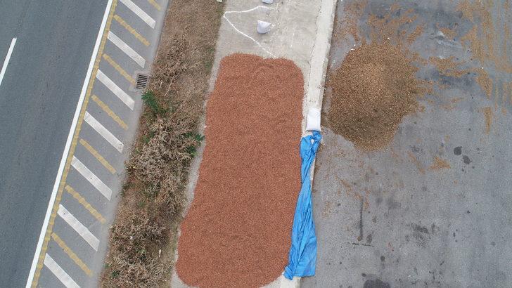 Trabzonlu üreticilerin fındık kurutma mesaisi G4