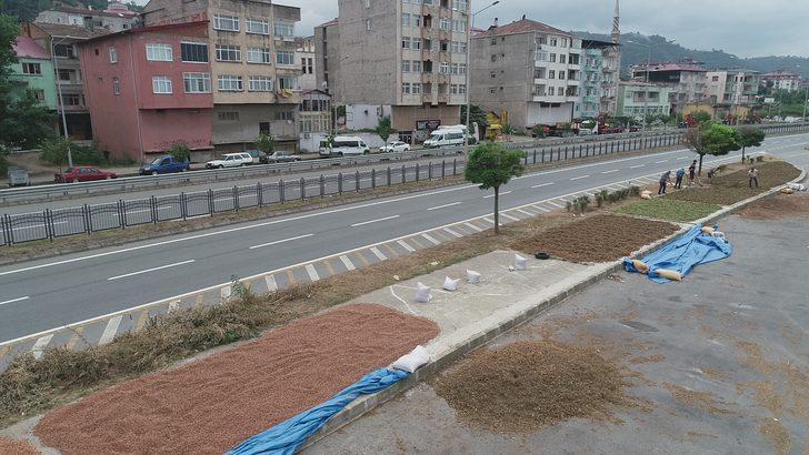 Trabzonlu üreticilerin fındık kurutma mesaisi G5