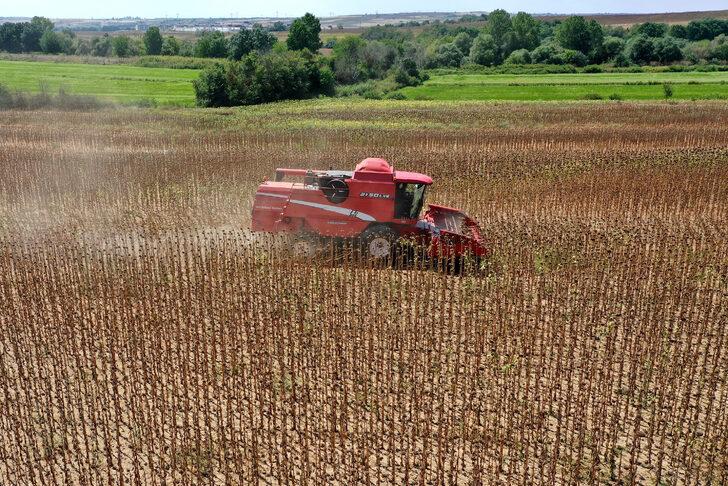 Türkiye'nin önemli ayçiçeği üretim merkezlerinden Edirne'de hasat mesaisi başladı G1