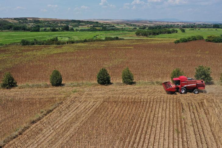 Türkiye'nin önemli ayçiçeği üretim merkezlerinden Edirne'de hasat mesaisi başladı G2