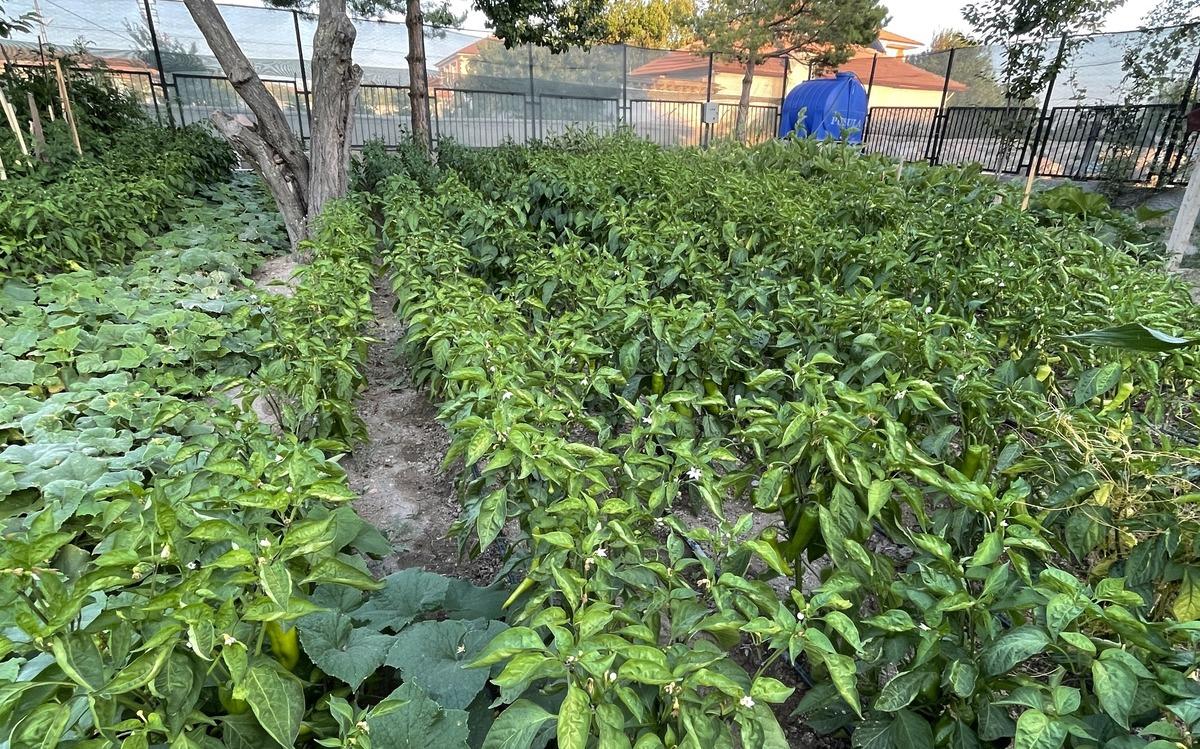 Aşevinin sebzeleri kaymakamlığın oluşturduğu bah&ccedil;eden karşılanıyor