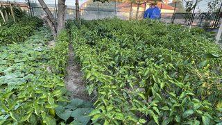 Aşevinin sebzeleri kaymakamlığın oluşturduğu bahçeden karşılanıyor