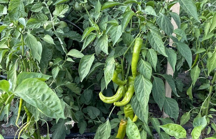 Aşevinin sebzeleri kaymakamlığın oluşturduğu bahçeden karşılanıyor G2