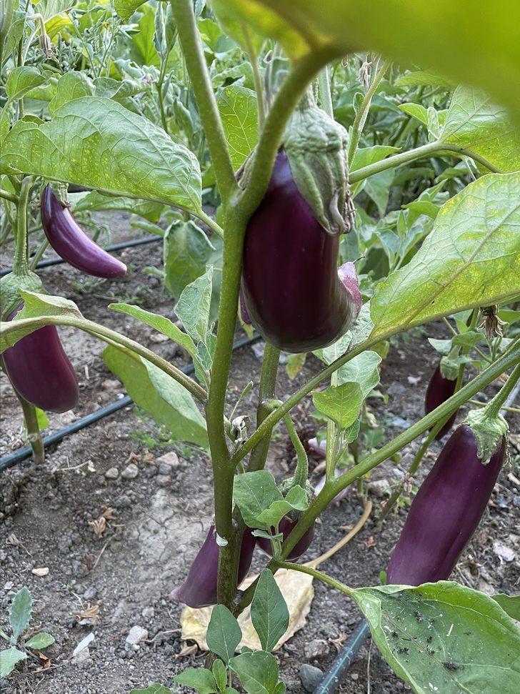 Aşevinin sebzeleri kaymakamlığın oluşturduğu bahçeden karşılanıyor G4