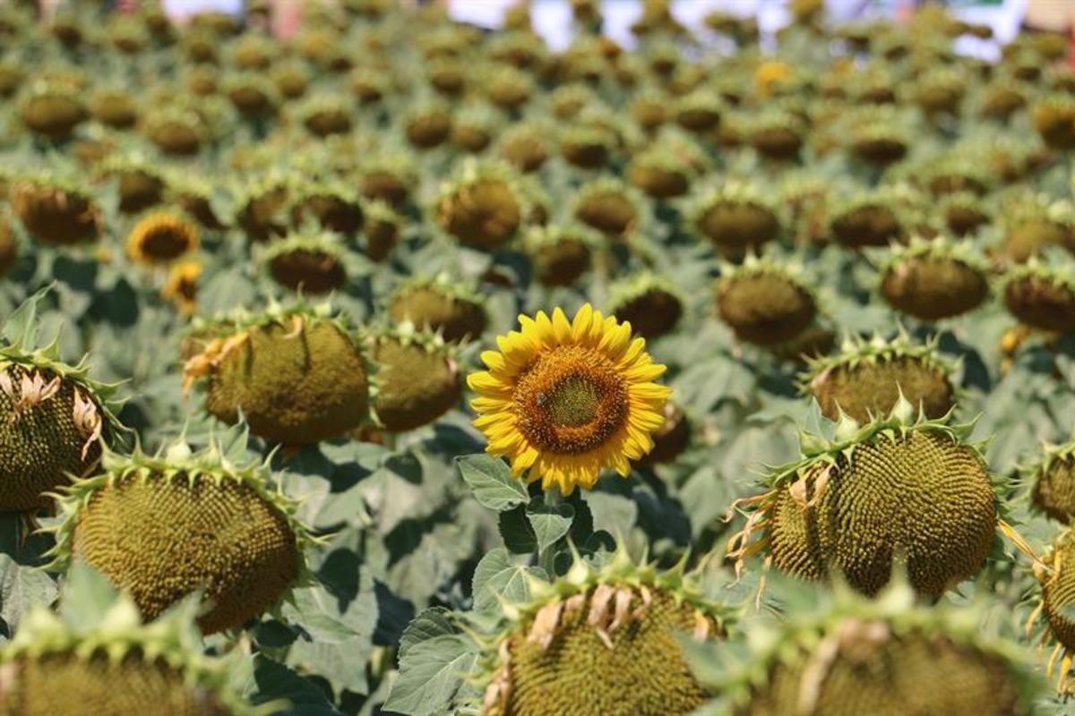 Erzincan'da &ccedil;ift&ccedil;iler devletin tohum desteğiyle yağlık ay&ccedil;i&ccedil;eği &uuml;retimine başladı
