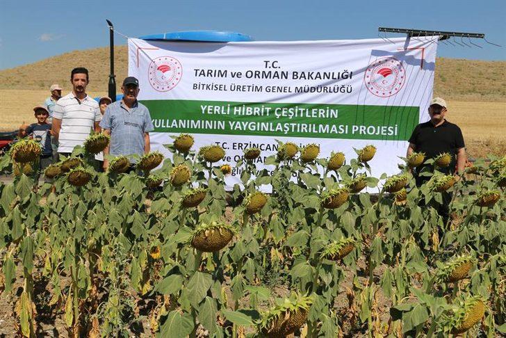 Erzincan'da çiftçiler devletin tohum desteğiyle yağlık ayçiçeği üretimine başladı G2