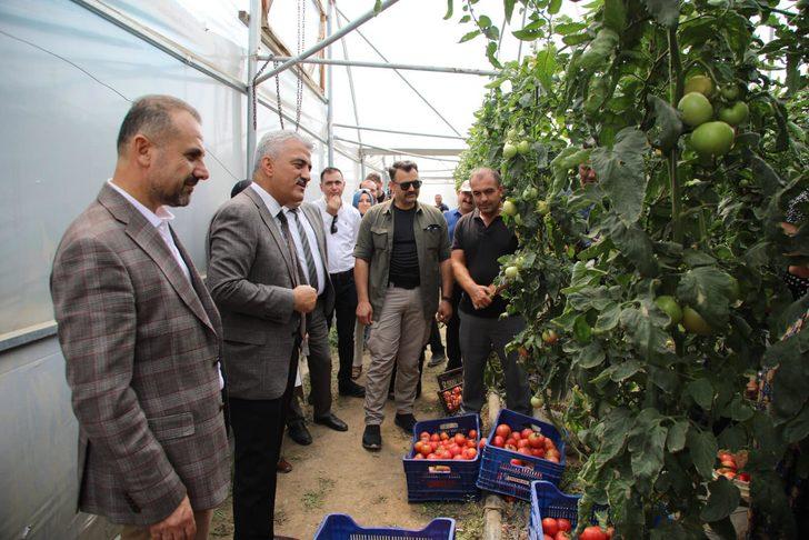 Ahıska Türkleri seralarda yetiştirdikleri sebzelerle ekonomiye katkı sağlıyor G1