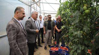 Ahıska Türkleri seralarda yetiştirdikleri sebzelerle ekonomiye katkı sağlıyor