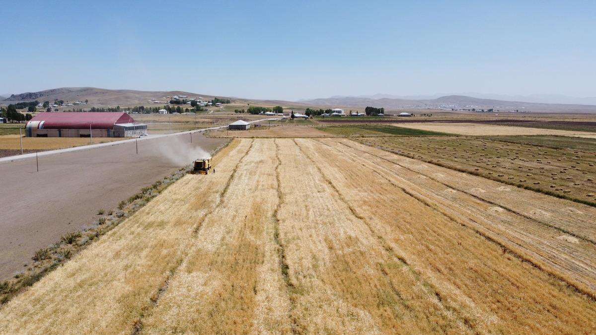 Van'da hasadı yapılan "destek tohumu"ndaki verim &ccedil;ift&ccedil;iyi sevindirdi