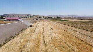 Van'da hasadı yapılan destek tohumundaki verim çiftçiyi sevindirdi