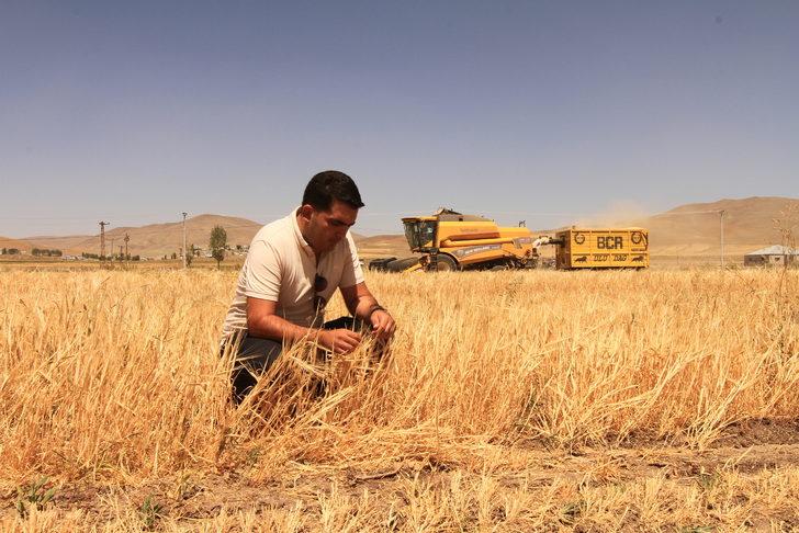 Van'da hasadı yapılan "destek tohumu"ndaki verim çiftçiyi sevindirdi G4