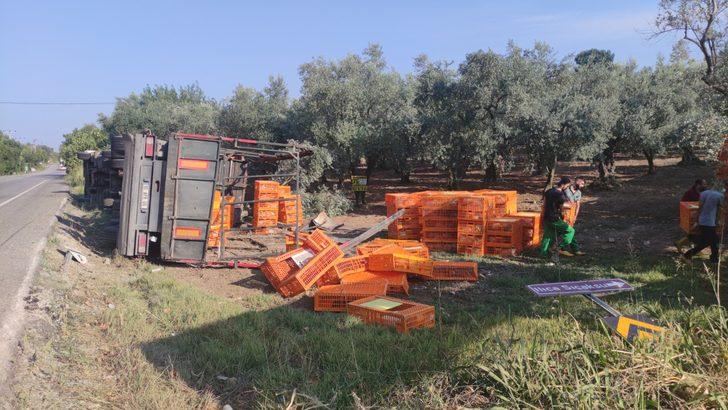 Bursa'da zeytinliğe devrilen tırdaki tavuklardan bazıları telef oldu G1